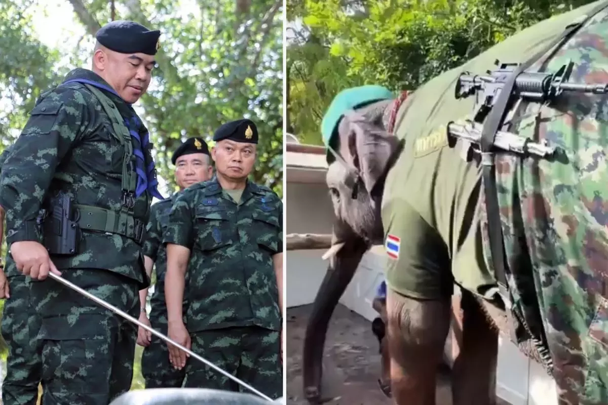 Savaşa File Katıldılar! Tayland-Kamboçya Sınırında Şoke Eden Görüntü