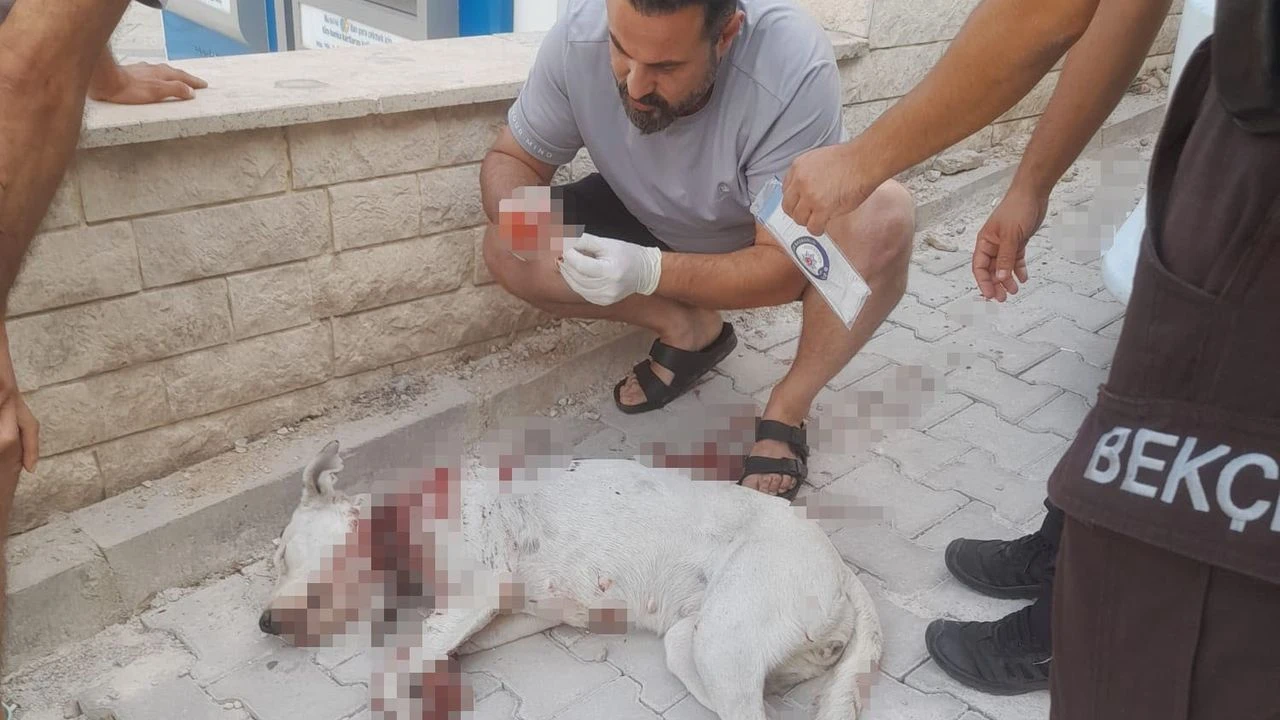 Hamile Köpeğe Tüfekle Saldırı!