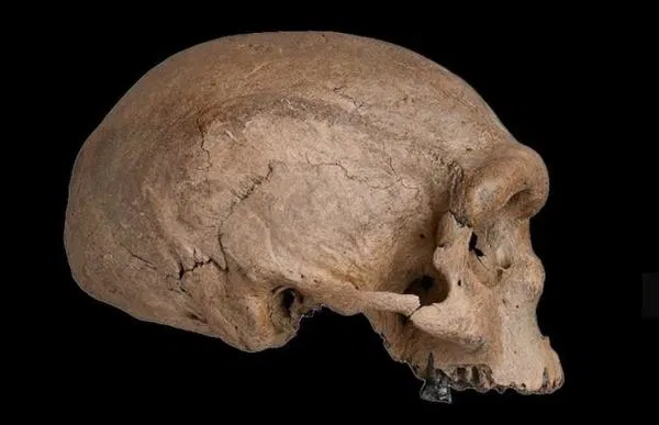 Denisovalı DNA’sı Sıtmaya Karşı Koruma Sağlıyor Olabilir